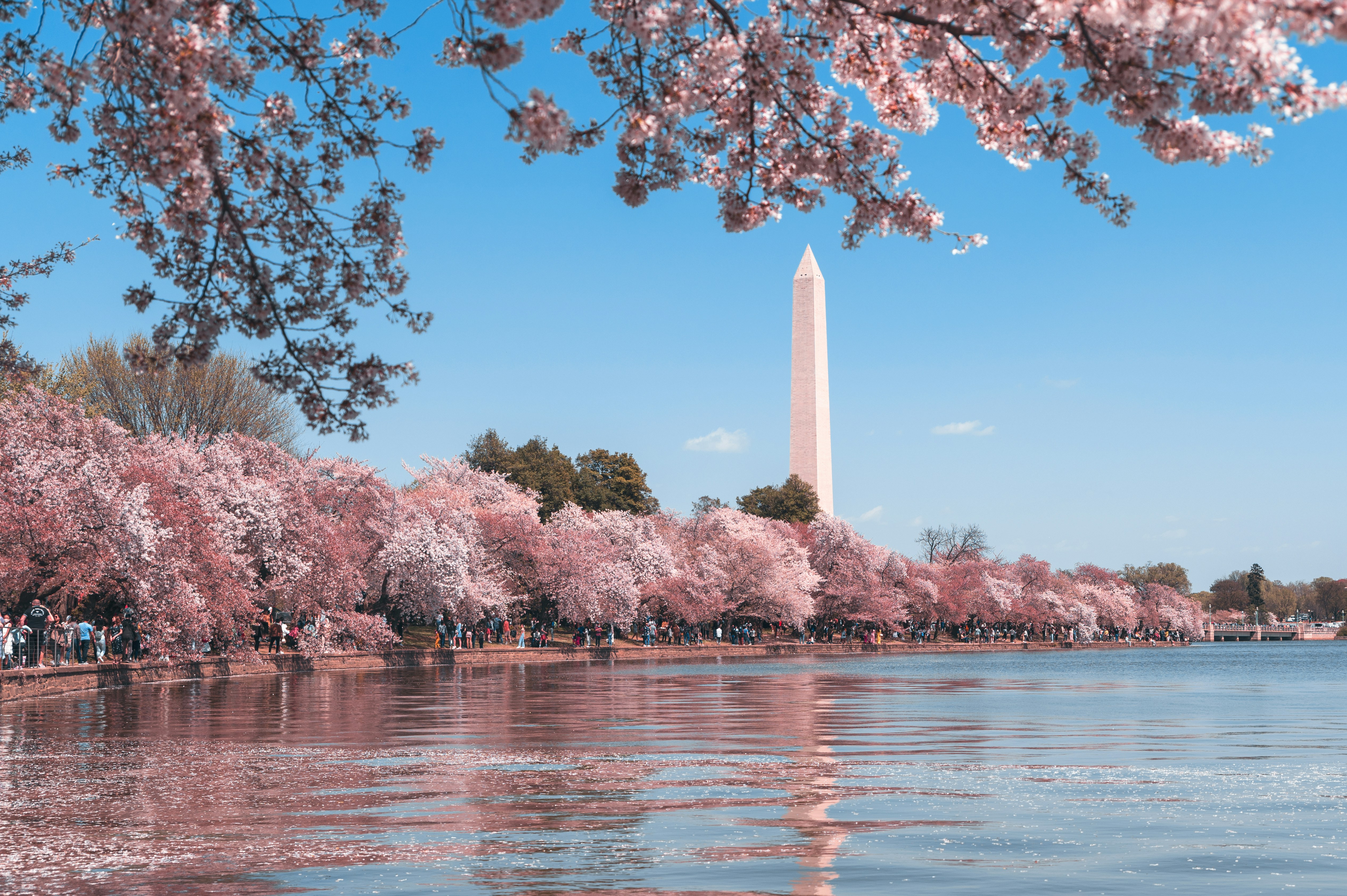 Washington Monument behind cherry blossoms along the Tidal Basin