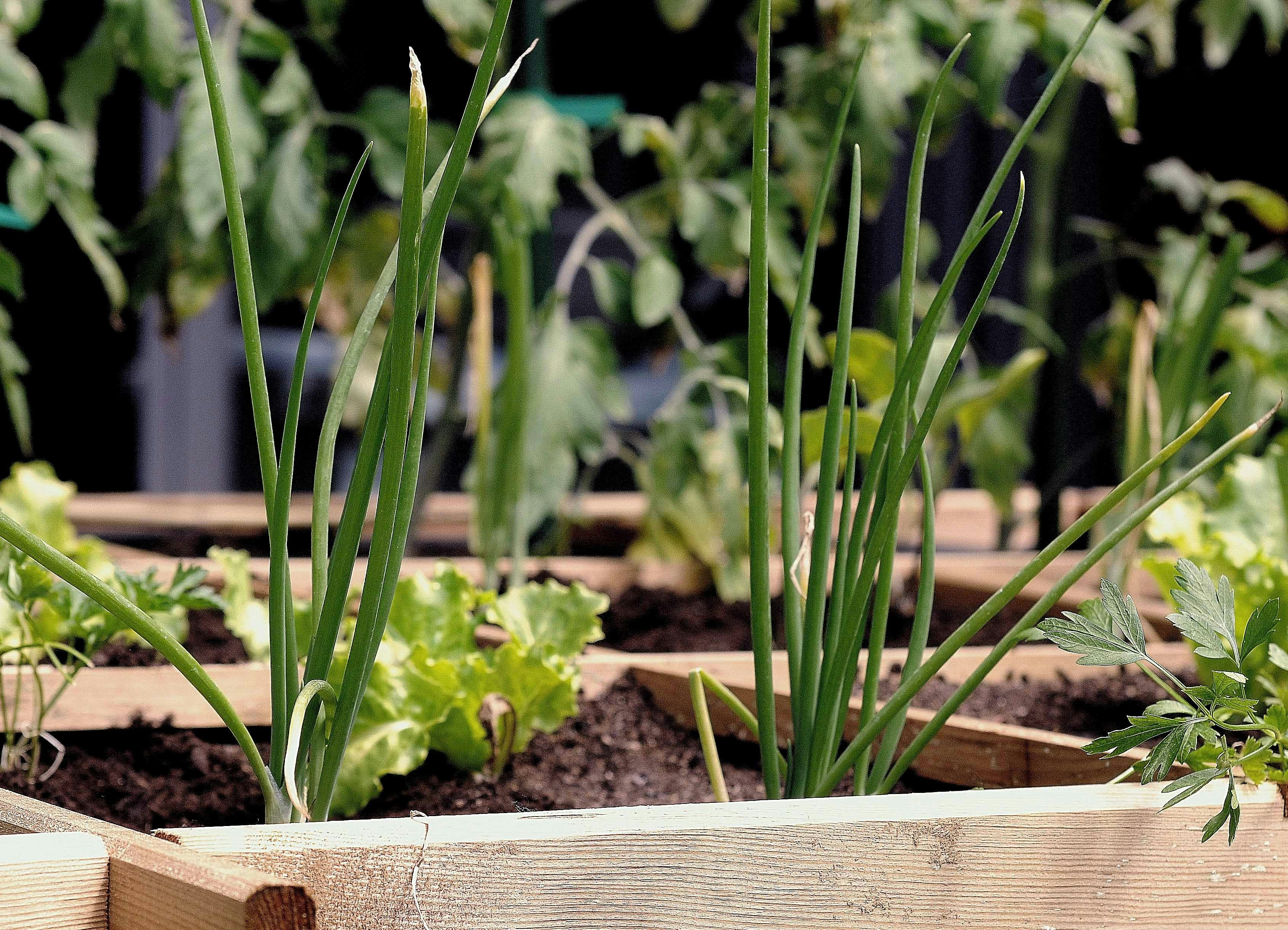 Green onions and leafy vegetables growing in a raised garden bed